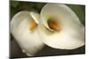 Calla Lilies III-Rita Crane-Mounted Art Print