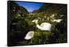Calla Lilies in Garrapata Creek-George Oze-Framed Stretched Canvas