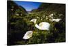 Calla Lilies in Garrapata Creek-George Oze-Stretched Canvas
