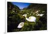 Calla Lilies in Garrapata Creek-George Oze-Framed Photographic Print