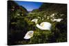 Calla Lilies in Garrapata Creek-George Oze-Stretched Canvas