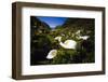 Calla Lilies in Garrapata Creek-George Oze-Framed Photographic Print