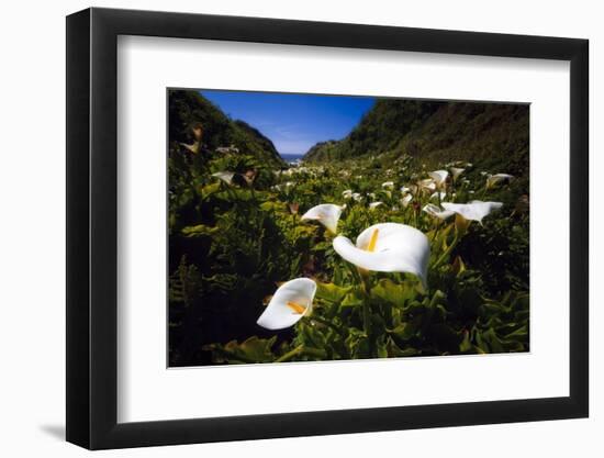 Calla Lilies in Garrapata Creek-George Oze-Framed Photographic Print