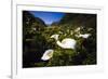 Calla Lilies in Garrapata Creek-George Oze-Framed Photographic Print