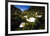 Calla Lilies in Garrapata Creek-George Oze-Framed Photographic Print