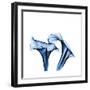 Calla Lilies Indigo-Albert Koetsier-Framed Premium Giclee Print