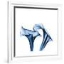 Calla Lilies Indigo-Albert Koetsier-Framed Premium Giclee Print