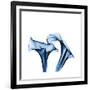 Calla Lilies Indigo-Albert Koetsier-Framed Premium Giclee Print