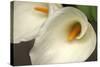 Calla Lilies IV-Rita Crane-Stretched Canvas