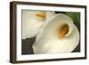 Calla Lilies IV-Rita Crane-Framed Photographic Print