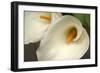 Calla Lilies IV-Rita Crane-Framed Photographic Print