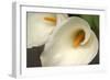 Calla Lilies IV-Rita Crane-Framed Photographic Print