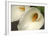 Calla Lilies IV-Rita Crane-Framed Photographic Print