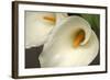 Calla Lilies IV-Rita Crane-Framed Photographic Print