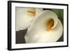 Calla Lilies IV-Rita Crane-Framed Photographic Print