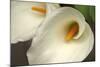 Calla Lilies IV-Rita Crane-Mounted Photographic Print