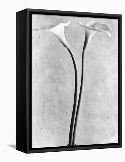 Calla Lilies, Mexico City, 1925-Tina Modotti-Framed Stretched Canvas