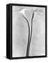 Calla Lilies, Mexico City, 1925-Tina Modotti-Framed Stretched Canvas