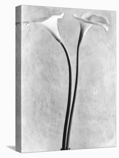 Calla Lilies, Mexico City, 1925-Tina Modotti-Stretched Canvas