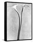 Calla Lilies, Mexico City, 1925-Tina Modotti-Framed Stretched Canvas