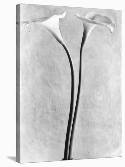 Calla Lilies, Mexico City, 1925-Tina Modotti-Stretched Canvas