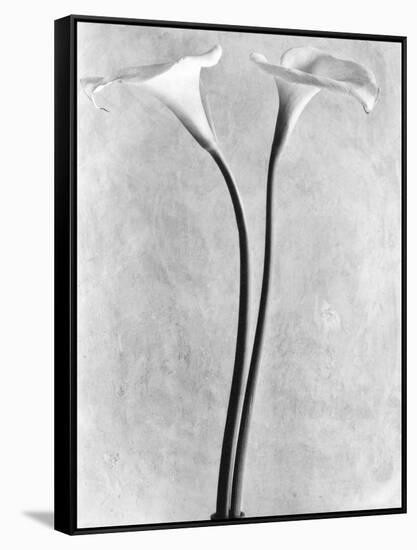 Calla Lilies, Mexico City, 1925-Tina Modotti-Framed Stretched Canvas