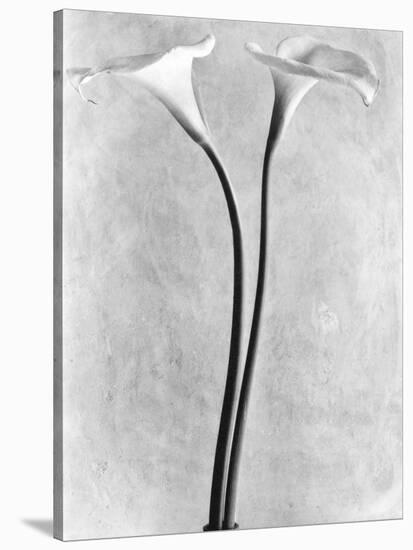 Calla Lilies, Mexico City, 1925-Tina Modotti-Stretched Canvas