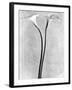 Calla Lilies, Mexico City, 1925-Tina Modotti-Framed Premium Photographic Print