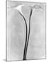 Calla Lilies, Mexico City, 1925-Tina Modotti-Mounted Premium Photographic Print