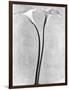 Calla Lilies, Mexico City, 1925-Tina Modotti-Framed Premium Photographic Print