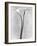 Calla Lilies, Mexico City, 1925-Tina Modotti-Framed Photographic Print