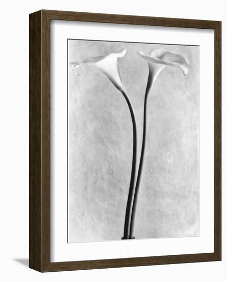 Calla Lilies, Mexico City, 1925-Tina Modotti-Framed Photographic Print