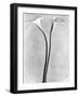 Calla Lilies, Mexico City, 1925-Tina Modotti-Framed Photographic Print