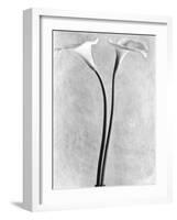 Calla Lilies, Mexico City, 1925-Tina Modotti-Framed Photographic Print