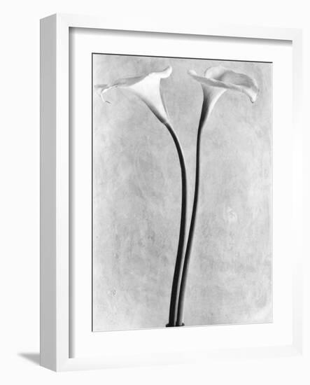 Calla Lilies, Mexico City, 1925-Tina Modotti-Framed Photographic Print