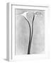 Calla Lilies, Mexico City, 1925-Tina Modotti-Framed Photographic Print