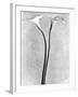 Calla Lilies, Mexico City, 1925-Tina Modotti-Framed Photographic Print