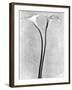 Calla Lilies, Mexico City, 1925-Tina Modotti-Framed Photographic Print