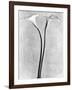 Calla Lilies, Mexico City, 1925-Tina Modotti-Framed Photographic Print