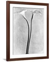 Calla Lilies, Mexico City, 1925-Tina Modotti-Framed Photographic Print