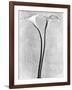 Calla Lilies, Mexico City, 1925-Tina Modotti-Framed Photographic Print