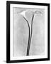 Calla Lilies, Mexico City, 1925-Tina Modotti-Framed Photographic Print