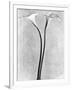 Calla Lilies, Mexico City, 1925-Tina Modotti-Framed Photographic Print