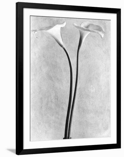 Calla Lilies, Mexico City, 1925-Tina Modotti-Framed Photographic Print