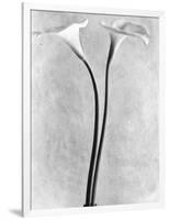 Calla Lilies, Mexico City, 1925-Tina Modotti-Framed Photographic Print