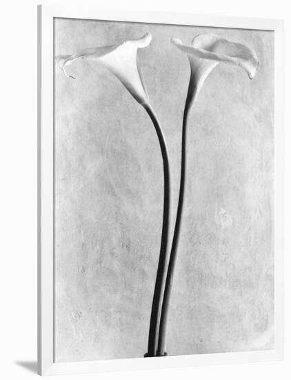 Calla Lilies, Mexico City, 1925-Tina Modotti-Framed Photographic Print