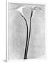 Calla Lilies, Mexico City, 1925-Tina Modotti-Framed Photographic Print