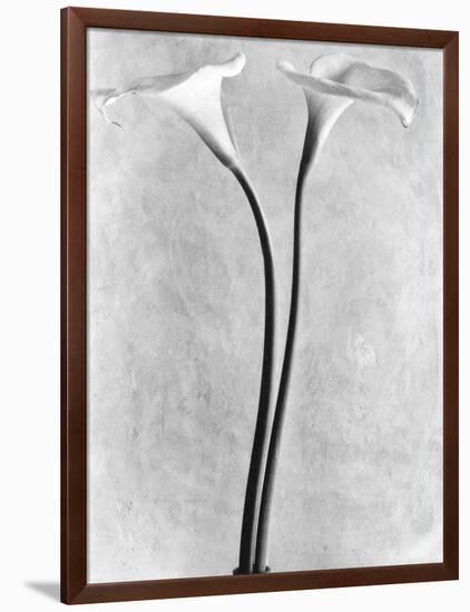 Calla Lilies, Mexico City, 1925-Tina Modotti-Framed Photographic Print