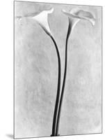 Calla Lilies, Mexico City, 1925-Tina Modotti-Mounted Photographic Print