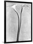 Calla Lilies, Mexico City, 1925-Tina Modotti-Framed Photographic Print